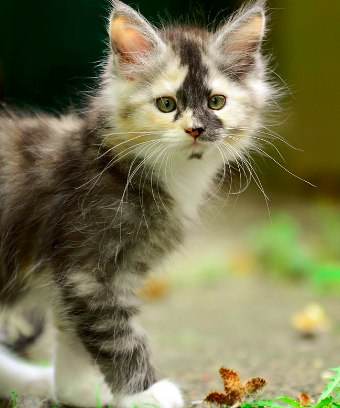 CATS OF ALL - 12  2015  11:03