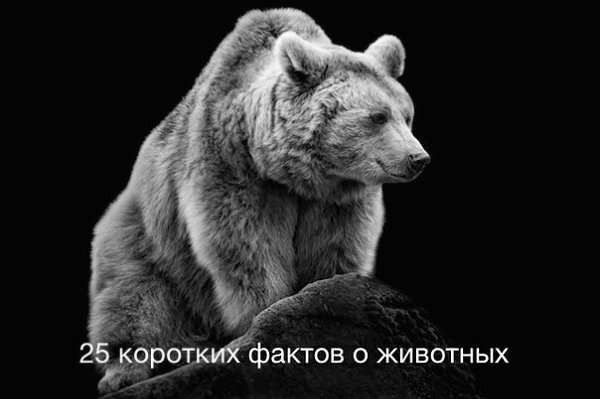 1. Комнатные мухи, хоть и живут 14 дней, имеют хороших слух. Все они жужжат на тональности фа мажор. ...