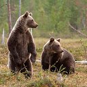 ���� �������, ����, 39 ��� - ��������� 8 ������� 2016