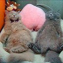 ���� Viktor, ����� - ��������� 27 ������ 2015 � ������ �z�