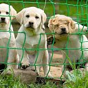 ��� ������� ����������� �� ������� ������ ��������