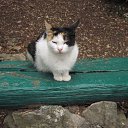 ���� �����, �����, 40 ��� - ��������� 4 ������ 2016 � ������ �������