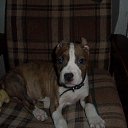 ���� ��� ���������, ������, 40 ��� - ��������� 15 ������ 2016 � ������ ���� ����������