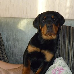 ��������, �������, 40 ���