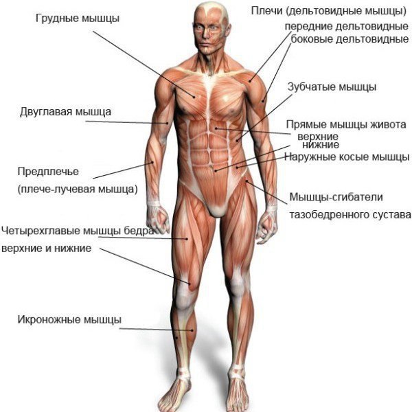 8 ИНТЕРЕСНЫХ ФАКТОВ О МЫШЦАХ.— Самая большая мышца в теле - ягодичная, то есть попа. И это не ...