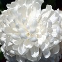 ���� Aleksey, ���������, 44 ���� - ��������� 17 ������ 2015 � ������ ������������