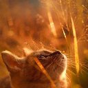 ���� Ya, ������ - ��������� 2 ������ 2015 � ������ ���� ����������