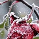 ���� �����, ������ - ��������� 22 ������ 2015 � ������ ���� ����������