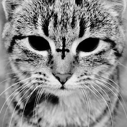 ���� Pavel, ���, 33 ���� - ��������� 28 ������� 2016