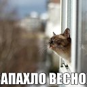  )))    