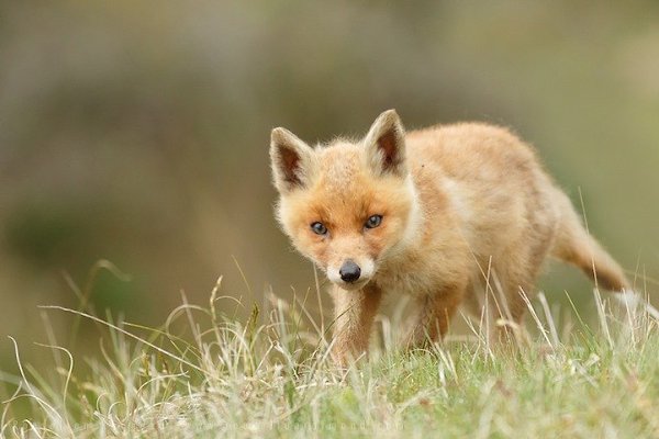 Roeselien Raimond. - 7