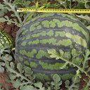 ���� ��������, ������, 62 ���� - ��������� 11 ������� 2015 � ������ �������