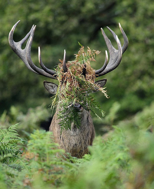    2015       Comedy Wildlife Photography Awards. - 4