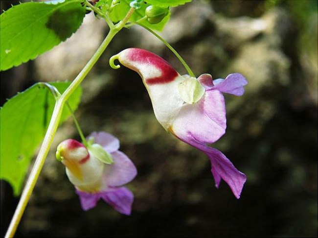 - (Impatiens Psittacina)