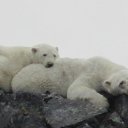 � ��������� �������� ����� �� ������� ���� ����������