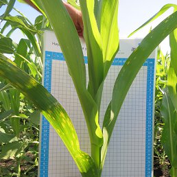 ���� Vsevolod, �������, 51 ��� - ��������� 18 ������� 2015