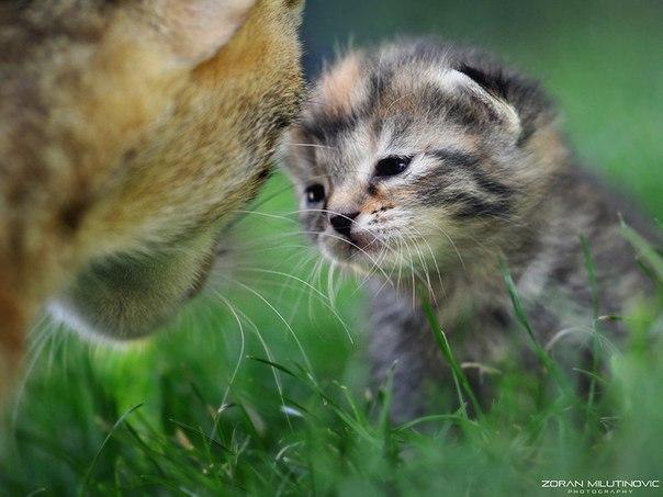 ...чтобы мамочка всегда была рядом - 10