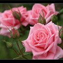 ���� ��������, ���������� - ��������� 8 ������ 2015 � ������ ������ ��������