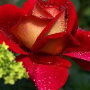 ���� ��������, ������ ��������, 55 ��� - ��������� 15 ������� 2016 � ������ ���� ����������