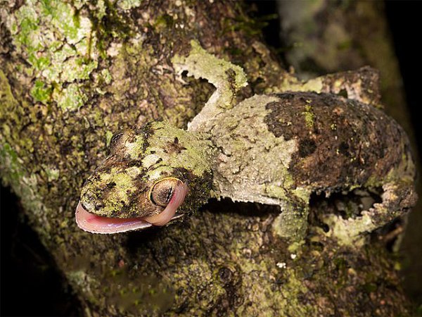  Uroplatus sikorae -  .