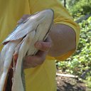 ���� Igor, ������������, 60 ��� - ��������� 18 ������ 2015 � ������ ������ ��������