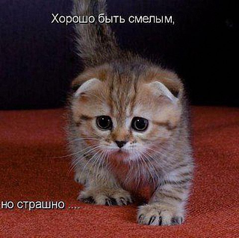 �������� �������� - 10 ������� 2015 � 14:21