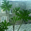 ���� Narval (54 ��.), ������, 67 ��� - ��������� 2 ����� 2016 � ������ ������ ��������