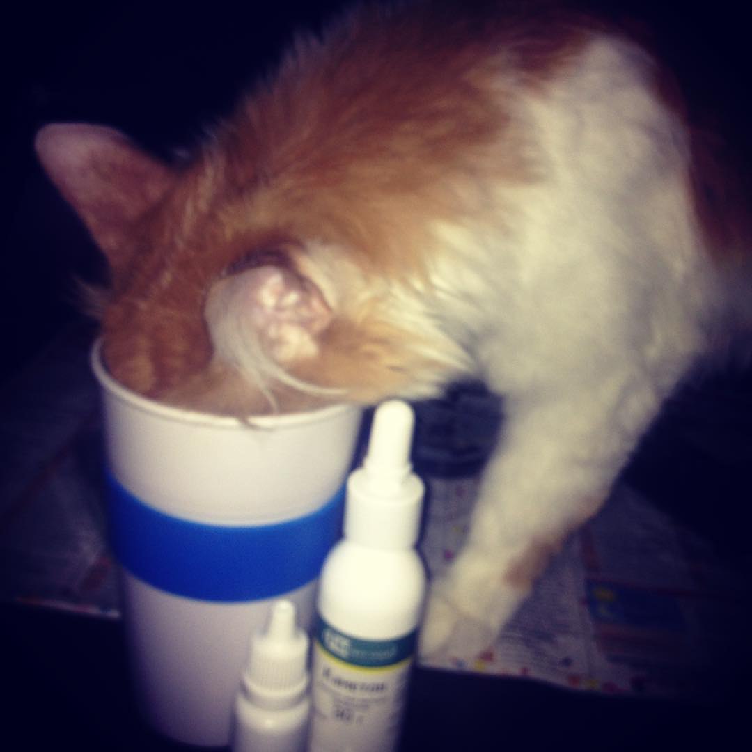    #steafler #russianmanchester #cat