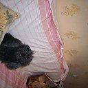 ���� �� ������� ���� �������