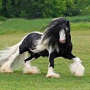 ���� Aleks, ����� ������� - ��������� 12 ������� 2015 � ������ �HORSES�
