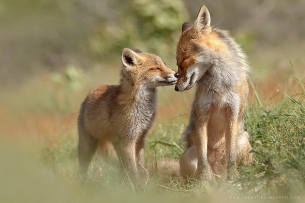       (Roeselien Raimond) - 3