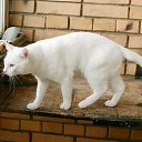 ���� ����������, �����, 46 ��� - ��������� 14 ������� 2016 � ������ ���� ����������