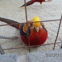 ���� Viktor, ������ - ��������� 20 ������� 2016 � ������ ������ ��������