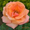 ���� Aru, �������� - ��������� 2 ������� 2015 � ������ �FLOWERS�