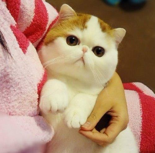...������ ����
