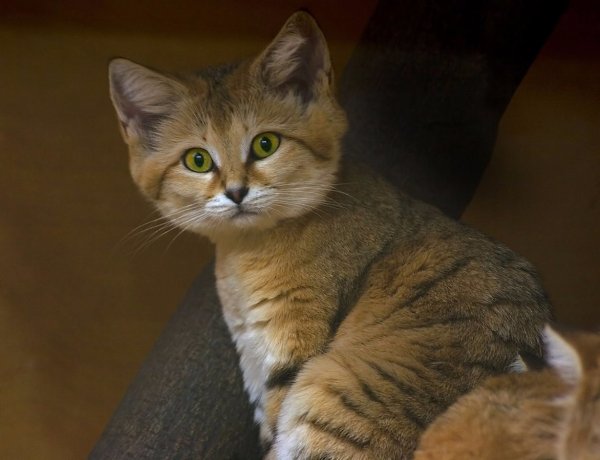 Необычайно милые и грациозные барханные кошки - 2