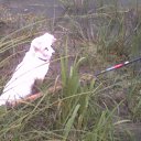 ����� ��� ������. ϸ�-����� �� ������ ������. ���������� ���������. ��� ���(�������) ������ � ������ �� �� ����� ��������� � �� ������ - �� ��������� �������� ������� �������(���� ��� ����). �� ����� ������� �� ���� �� ���������, ���� ��� - � ����, � �� ����� ����� ! �������� �����(��� ������������ ���� ��������) ���������...