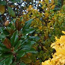  , , 60  -  25  2015   24.10.15.  ,.