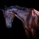 ���� ������, �����������, 52 ���� - ��������� 5 ������� 2015 � ������ ����� ������ۻ