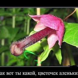 ���� ����, �����-���������, 60 ��� - ��������� 1 ������� 2015