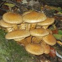 ���� �������, �����, 61 ��� - ��������� 4 ������ 2016 � ������ ���� ����������