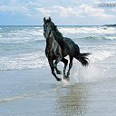 ���� ����, �������, 52 ���� - ��������� 10 ������� 2015 � ������ ���� ����������