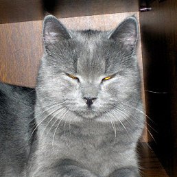 �������, ��������