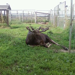 ������, �����