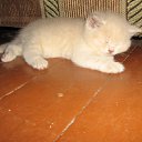 ���� ������, �����-���������, 70 ��� - ��������� 4 ������ 2015 � ������ ����� �����