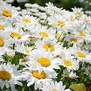 ���� Ani, ������ - ��������� 23 ������ 2015 � ������ ������...�