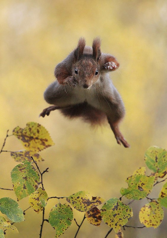    2015       Comedy Wildlife Photography Awards. - 7