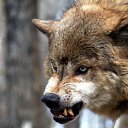 ���� ������, �����-���������, 46 ��� - ��������� 4 ������� 2015 � ������ ������ ��������