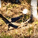 ���� ���������, ���� - ��������� 29 ������ 2015 � ������ ������ ��������