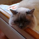 ���� �����, ���� - ��������� 29 �������� 2015 � ������ ������ ��������